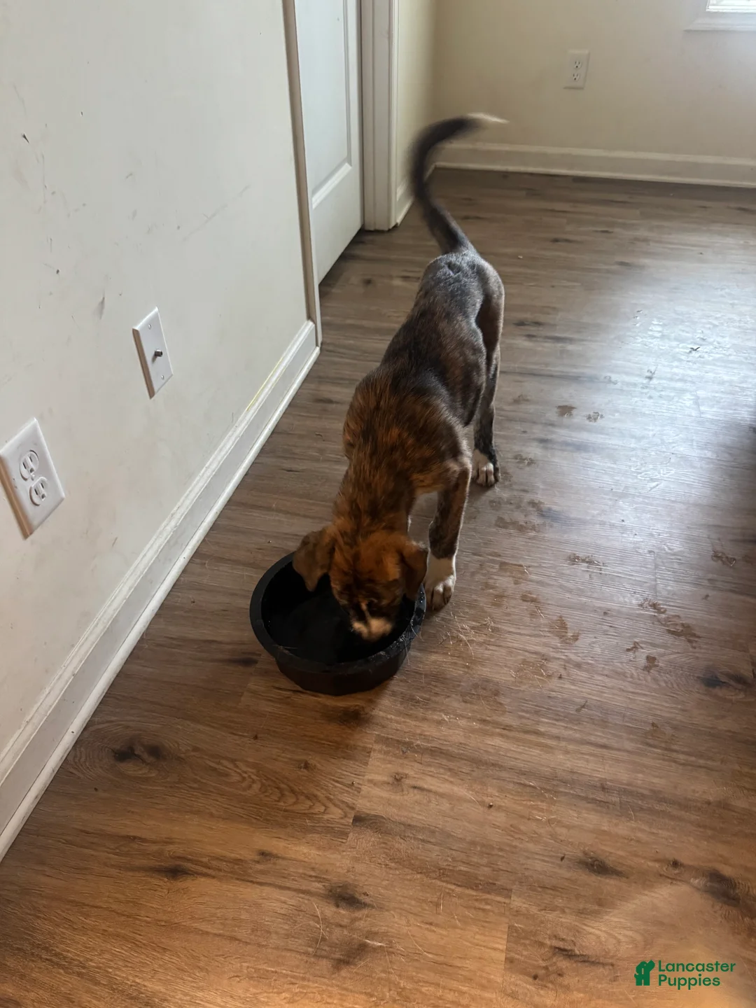 Mixed Breed dogs for sale:  Tank - Ad 3