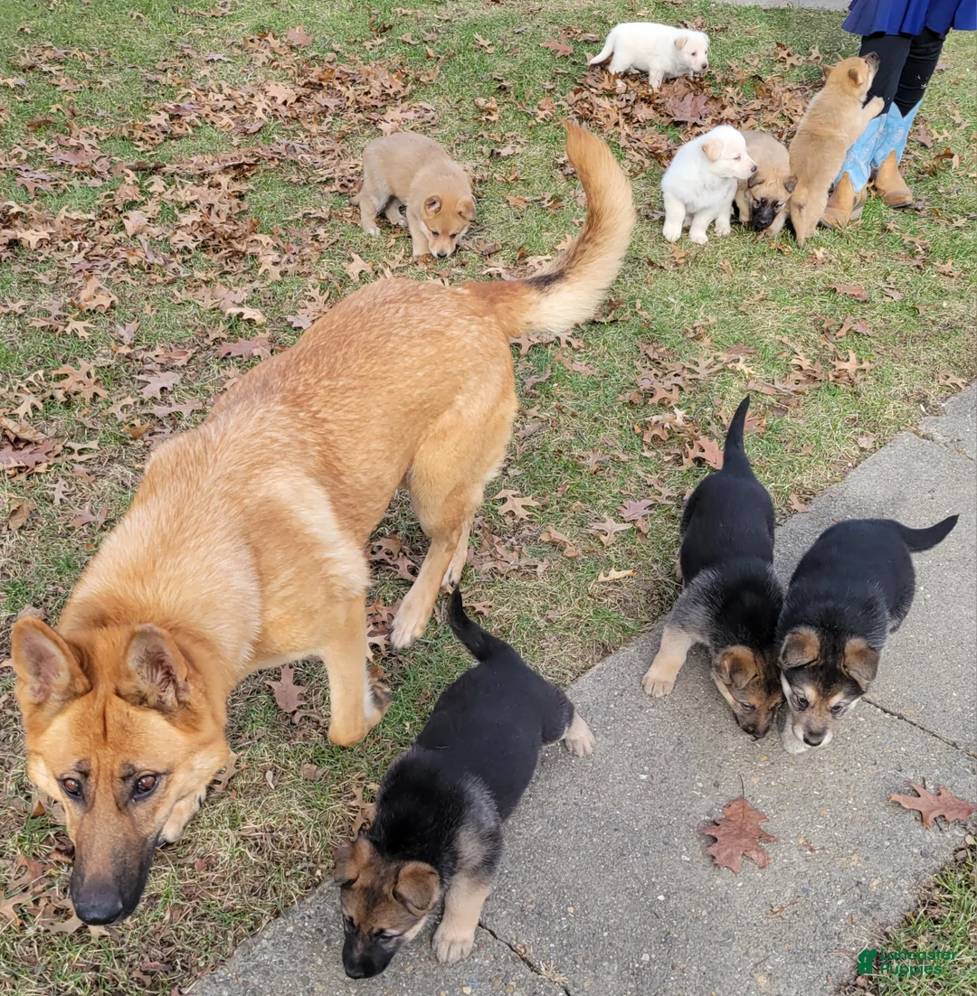 German Shepherd dogs for sale: German Shepherd Puppy 6 - Ad 2