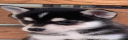 Alaskan Klee Kai dogs for sale: Slate - Toy Size Mini Husky Boy - Ad 7