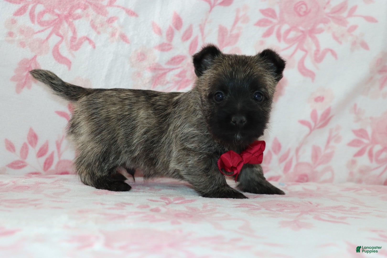 Cairn Terrier dogs Cruz - Ad 8