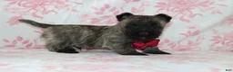 Cairn Terrier dogs for sale: Cruz - Ad 1