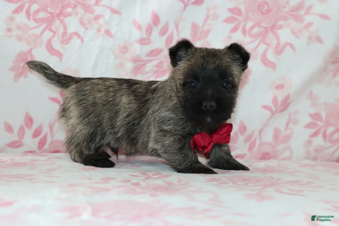Cairn Terrier dogs for sale: Cruz - Ad 1