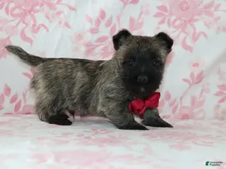 Cairn Terrier dogs Cruz - Ad 8