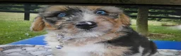 Mini Aussiedoodle dogs for sale: Mini Aussiedoodle 5 Patches - Ad 4