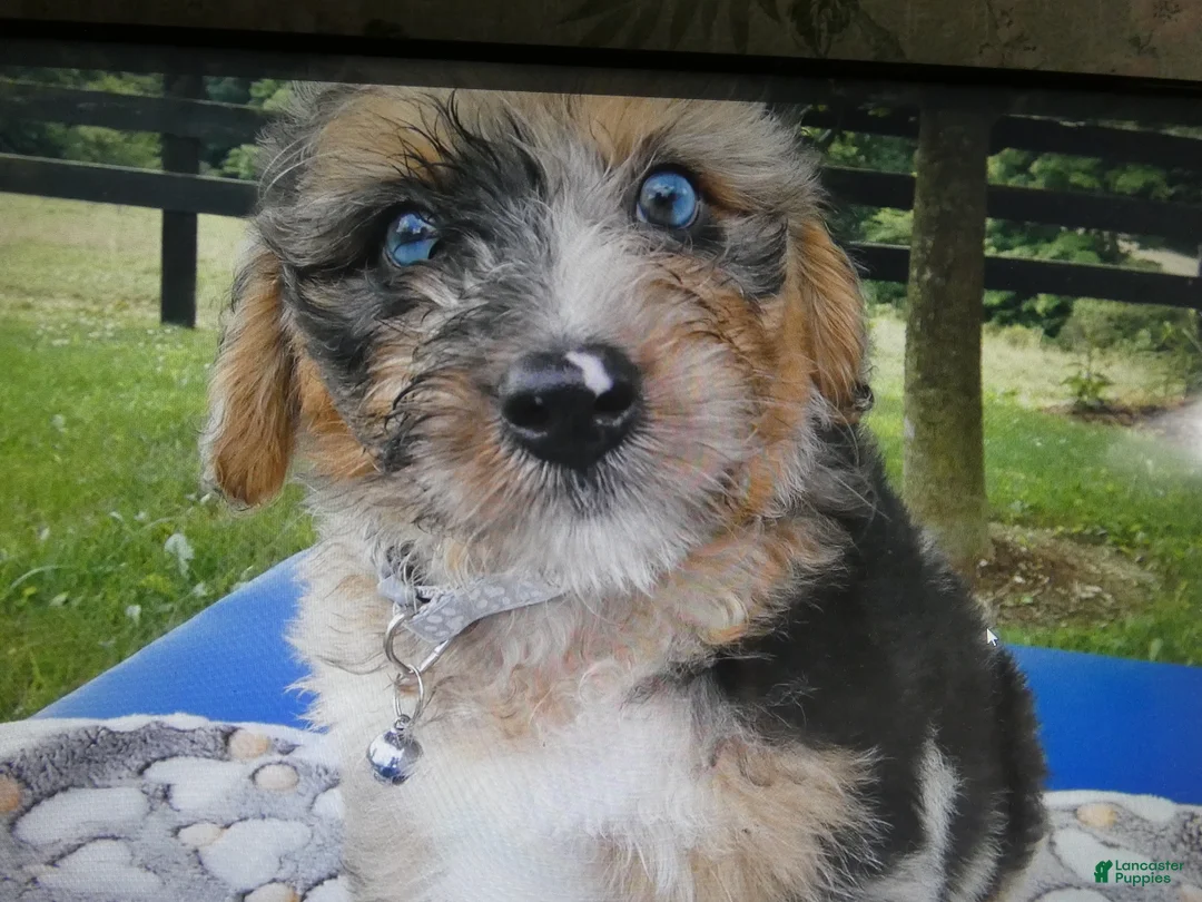 Mini Aussiedoodle dogs for sale: Mini Aussiedoodle 5 Patches - Ad 4