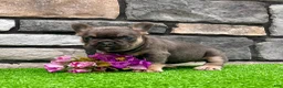 French Bulldog dogs for sale: Heidi - Ad 4