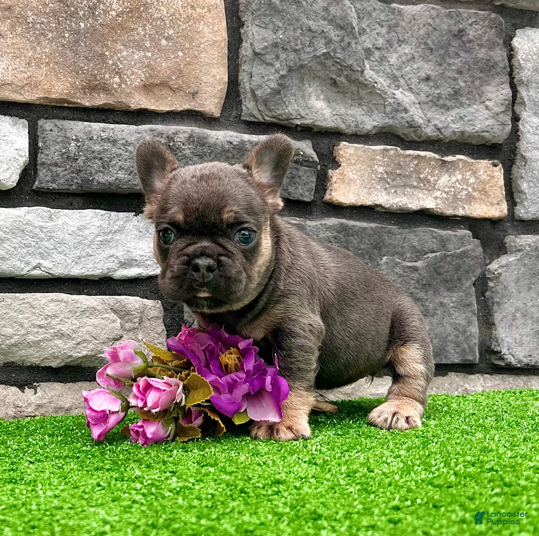 French Bulldog dogs for sale: Heidi - Ad 4