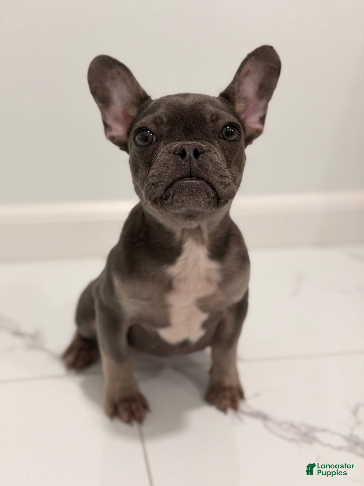 French Bulldog dogs French Bulldog Puppy 1 - Ad 2