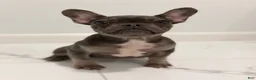 French Bulldog dogs for sale: Munchkin  - Ad 5