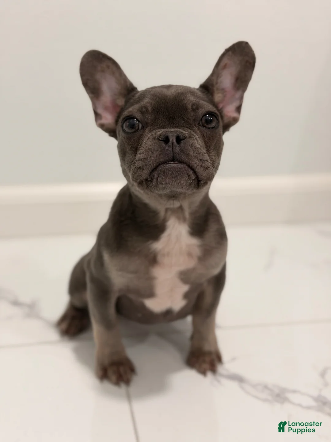 French Bulldog dogs for sale: French Bulldog Puppy 1 - Ad 2