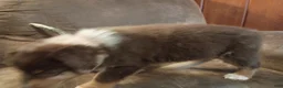 Australian Shepherd dogs for sale: Hazel - Ad 4