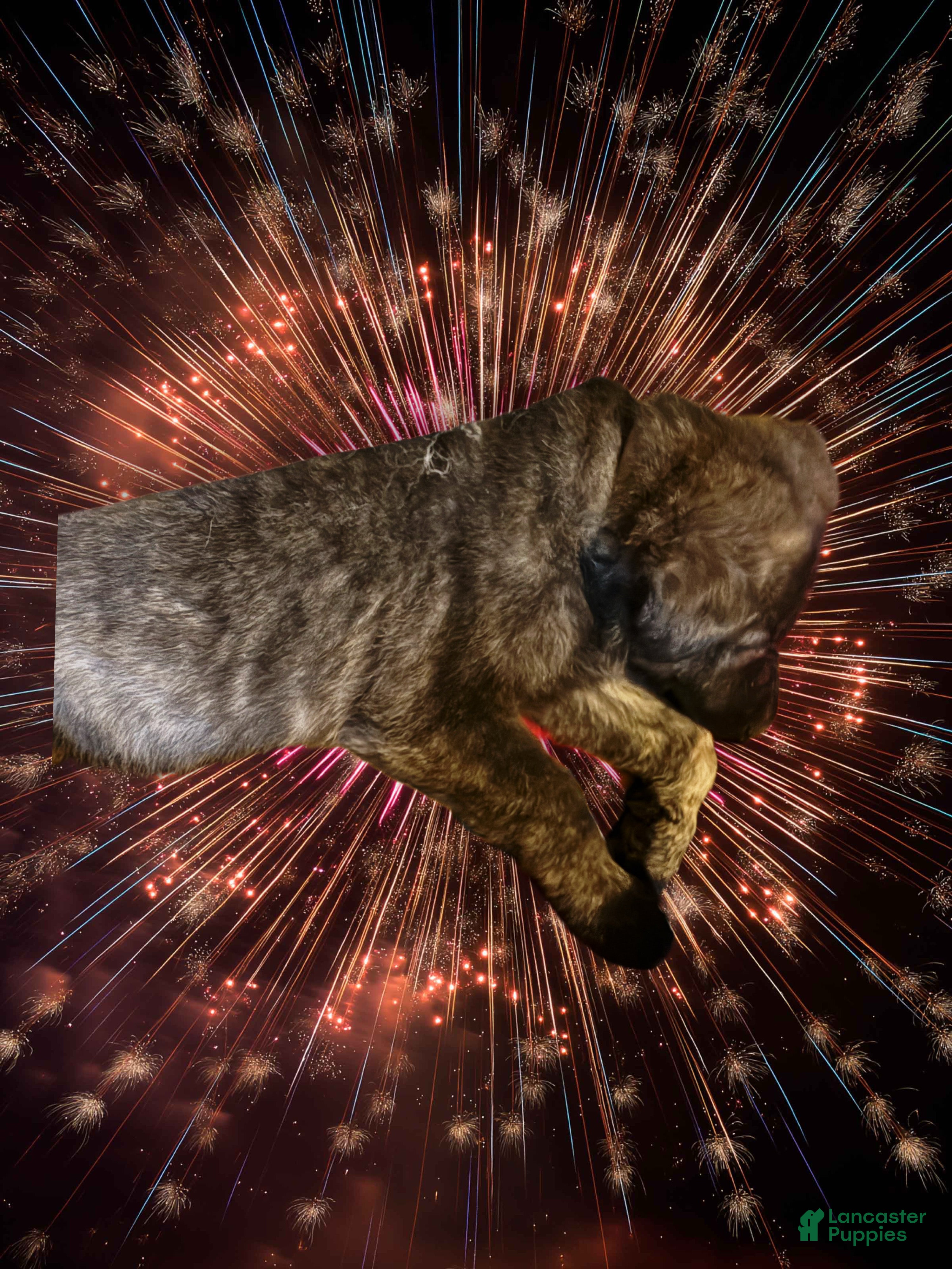 German Shepherd dogs Brenda the brindle - Ad 17