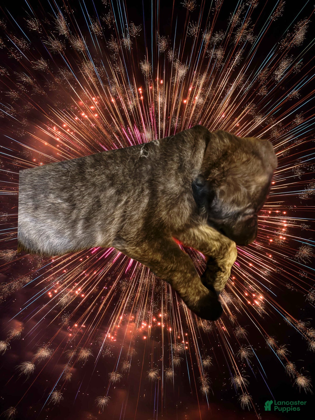 German Shepherd dogs for sale: Brenda the brindle - Ad 1