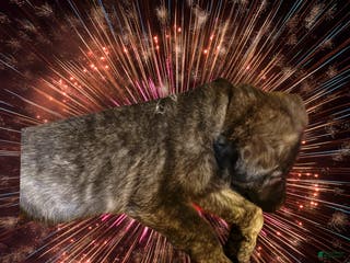 German Shepherd dogs Brenda the brindle - Ad 17