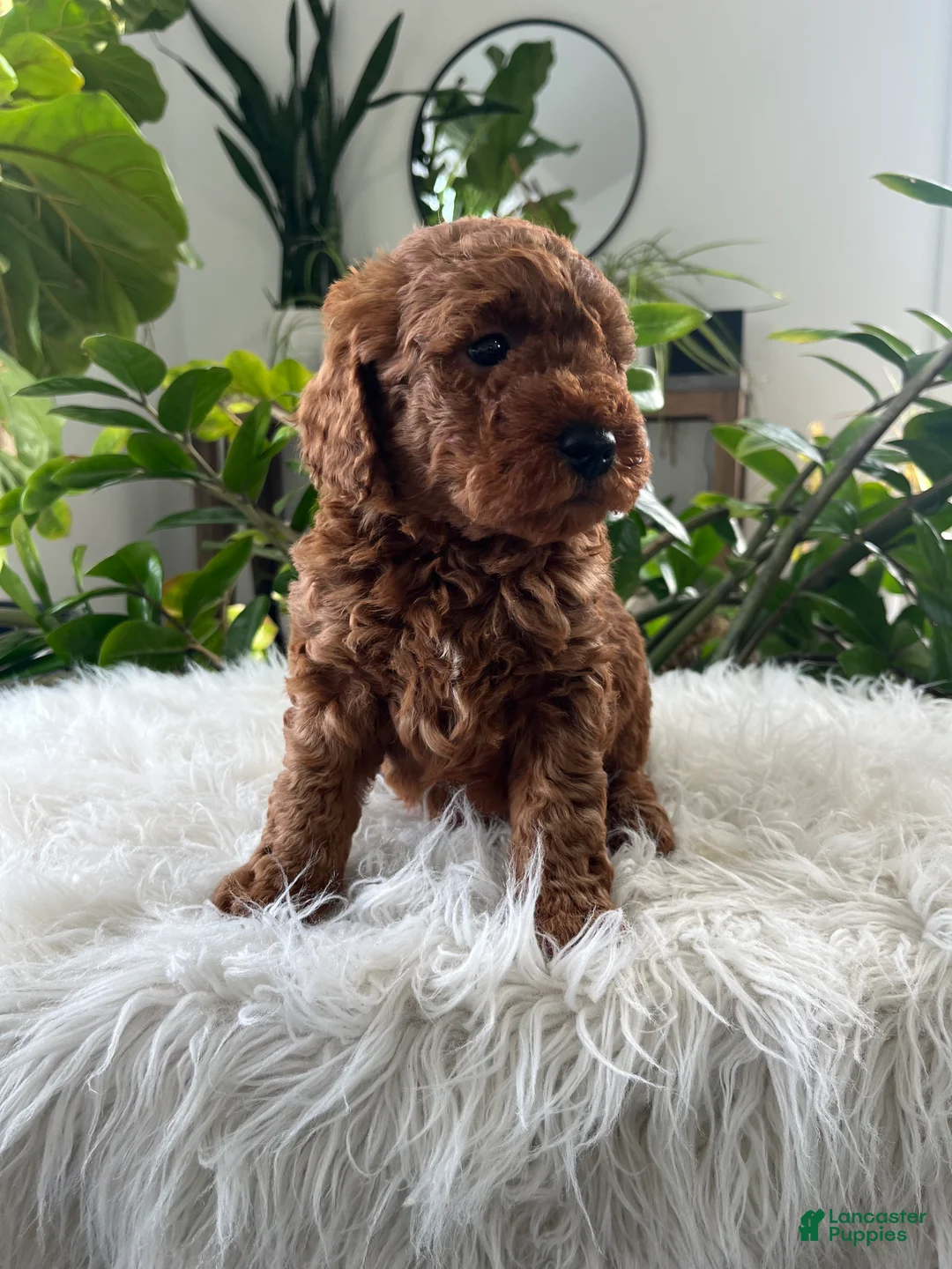 Mini Goldendoodle dogs for sale: Evelyn  - Ad 4