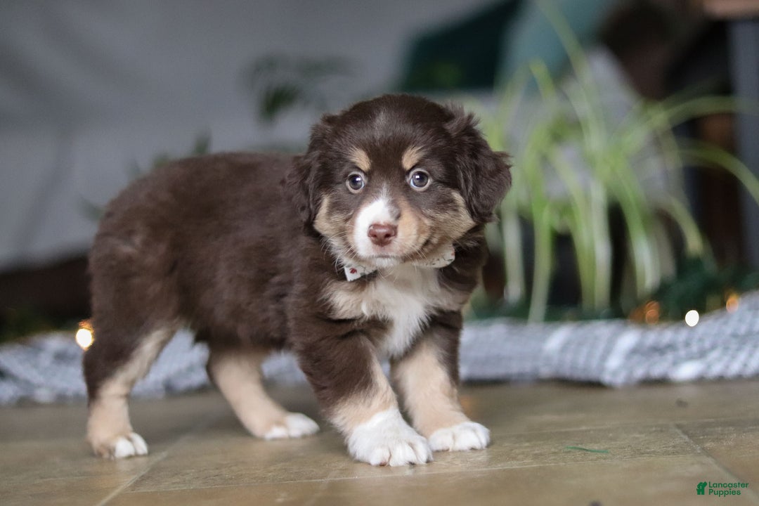 Miniature Australian Shepherd dogs for sale: Twila - Ad 5