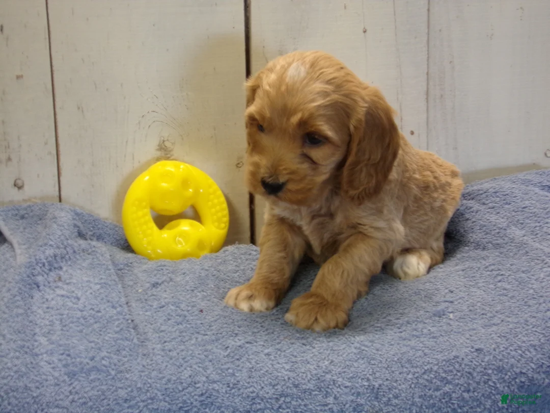 Cockapoo dogs for sale: Barry - Ad 1