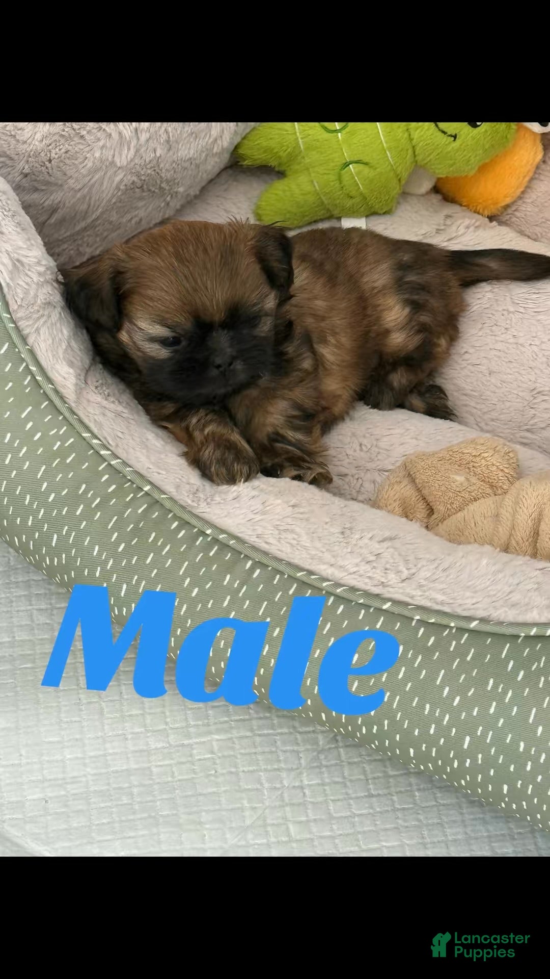 Shih Tzu dogs Shih Tzu Puppy 1 - Ad 9
