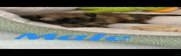 Shih Tzu dogs for sale: Shih Tzu Puppy 1 - Ad 1