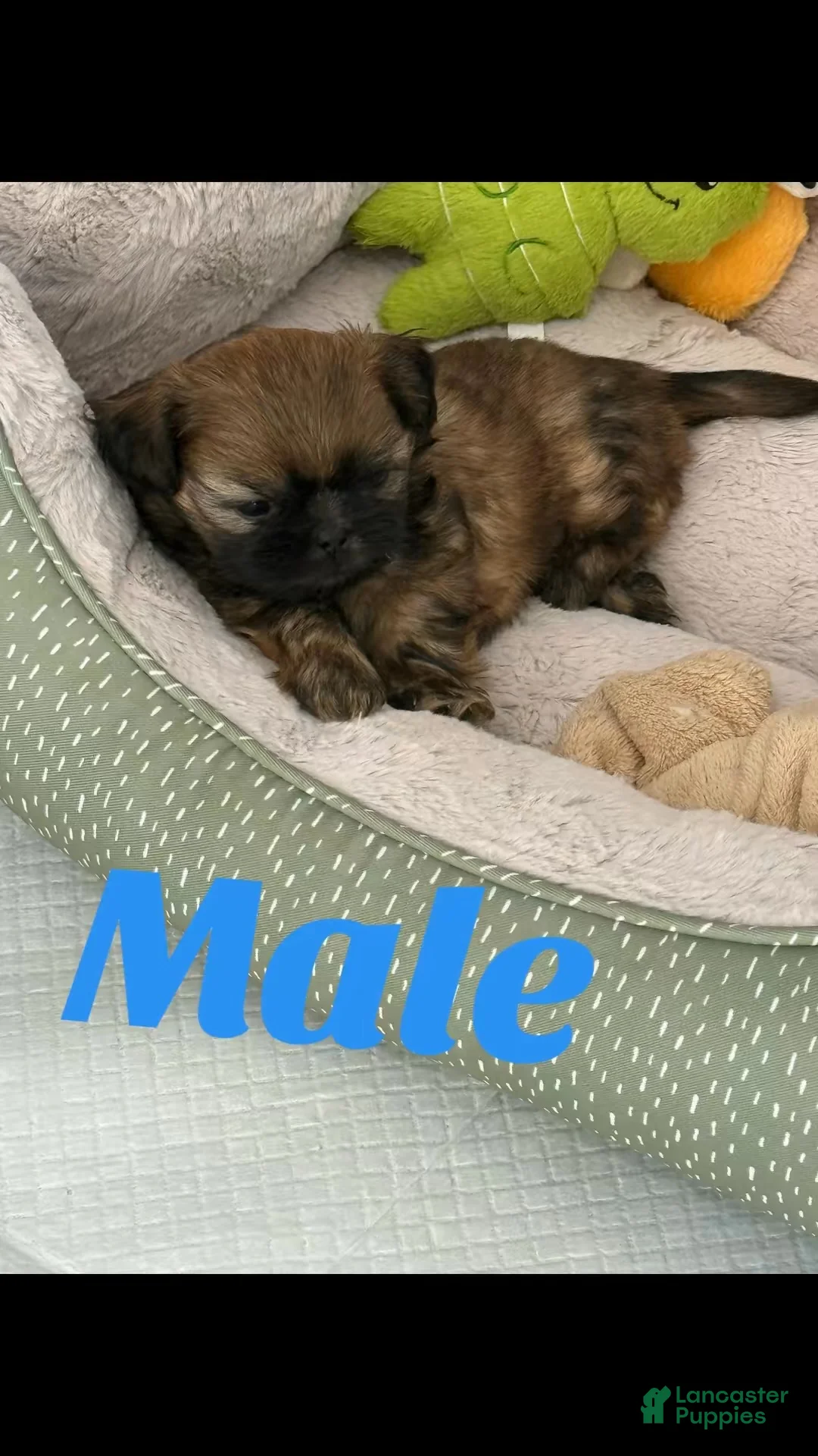 Shih Tzu dogs for sale: Shih Tzu Puppy 1 - Ad 1