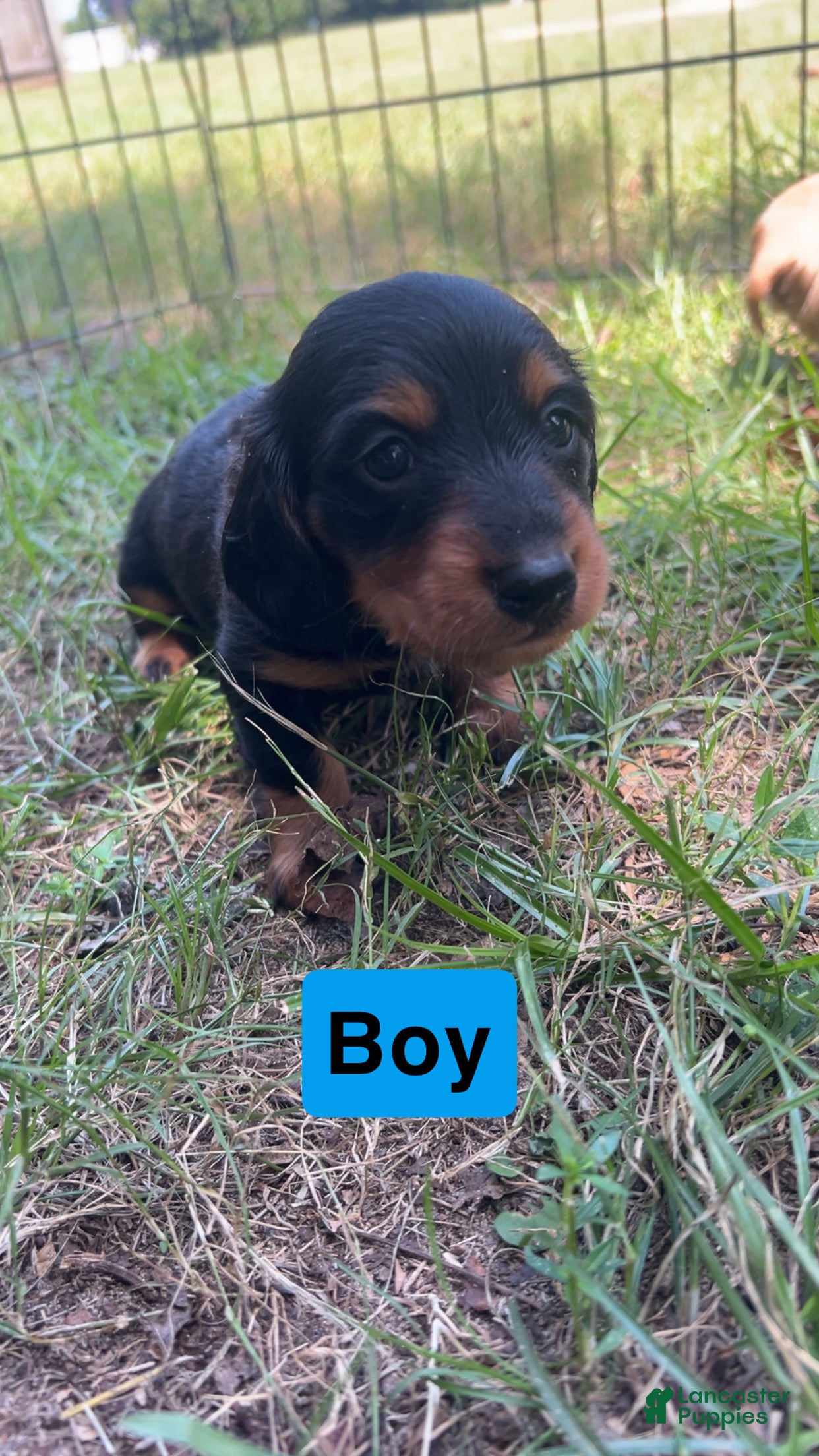 Dachshund dogs Dachshund 1 - Ad 3