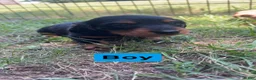 Dachshund dogs for sale: Dachshund 1 - Ad 1