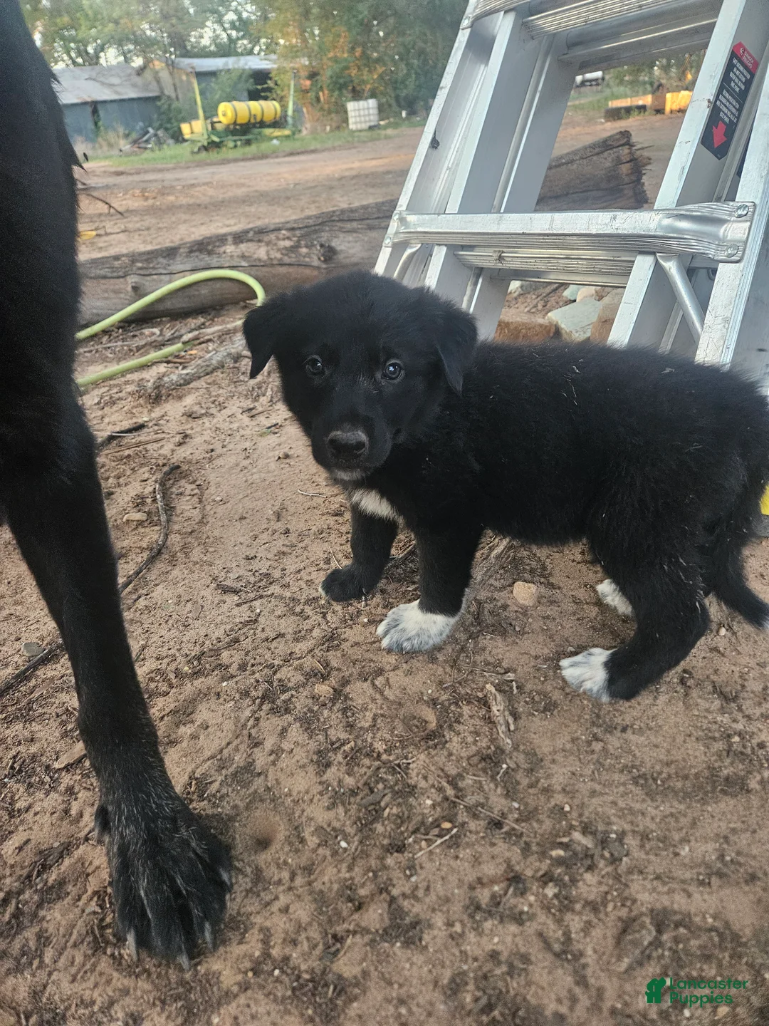 Mixed Breed dogs for sale: Mixed Breed 3 - Ad 2