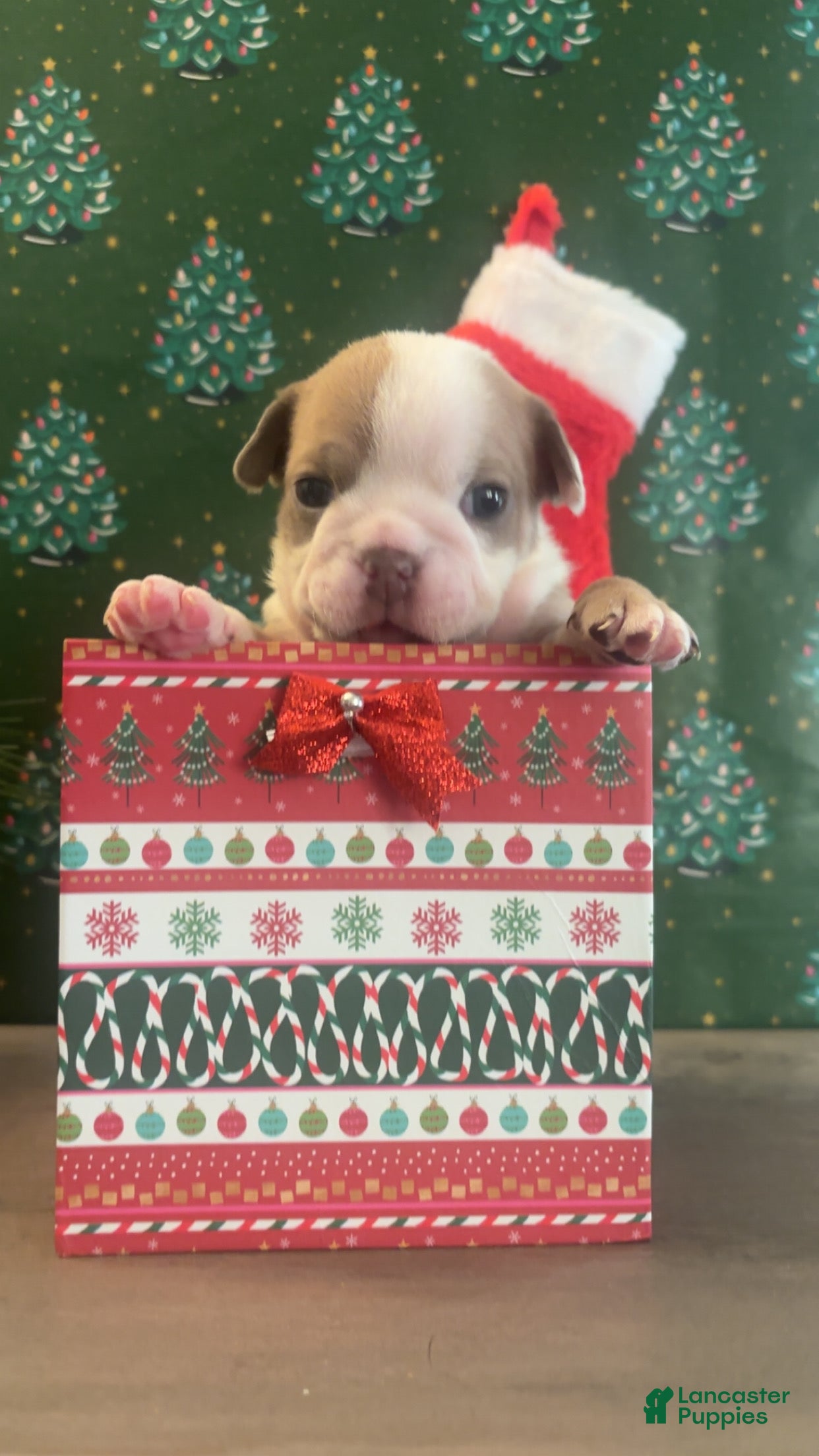 English Bulldog dogs English Bulldog Puppy 4 - Ad 26