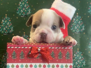 English Bulldog dogs English Bulldog Puppy 4 - Ad 20