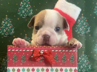 English Bulldog dogs English Bulldog Puppy 4 - Ad 39