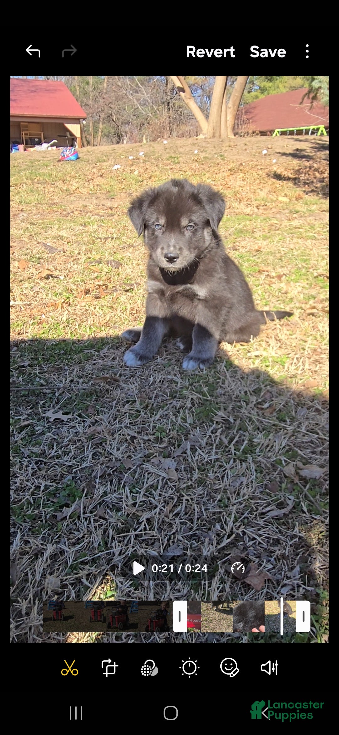 Goberian dogs Goberian white Puppy 4 - Ad 1