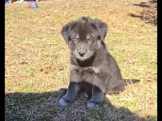 Goberian dogs Goberian white Puppy 4 - Ad 1