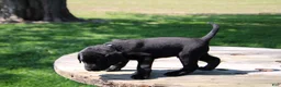 Labrador Retriever dogs for sale: Randy - Ad 3