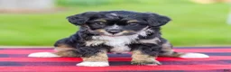 Mini Aussiedoodle dogs for sale: Bailey - Ad 2