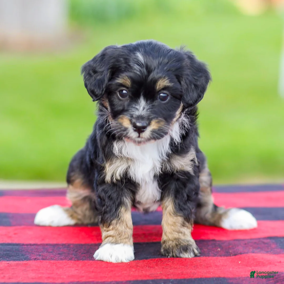 Mini Aussiedoodle dogs for sale: Bailey - Ad 2