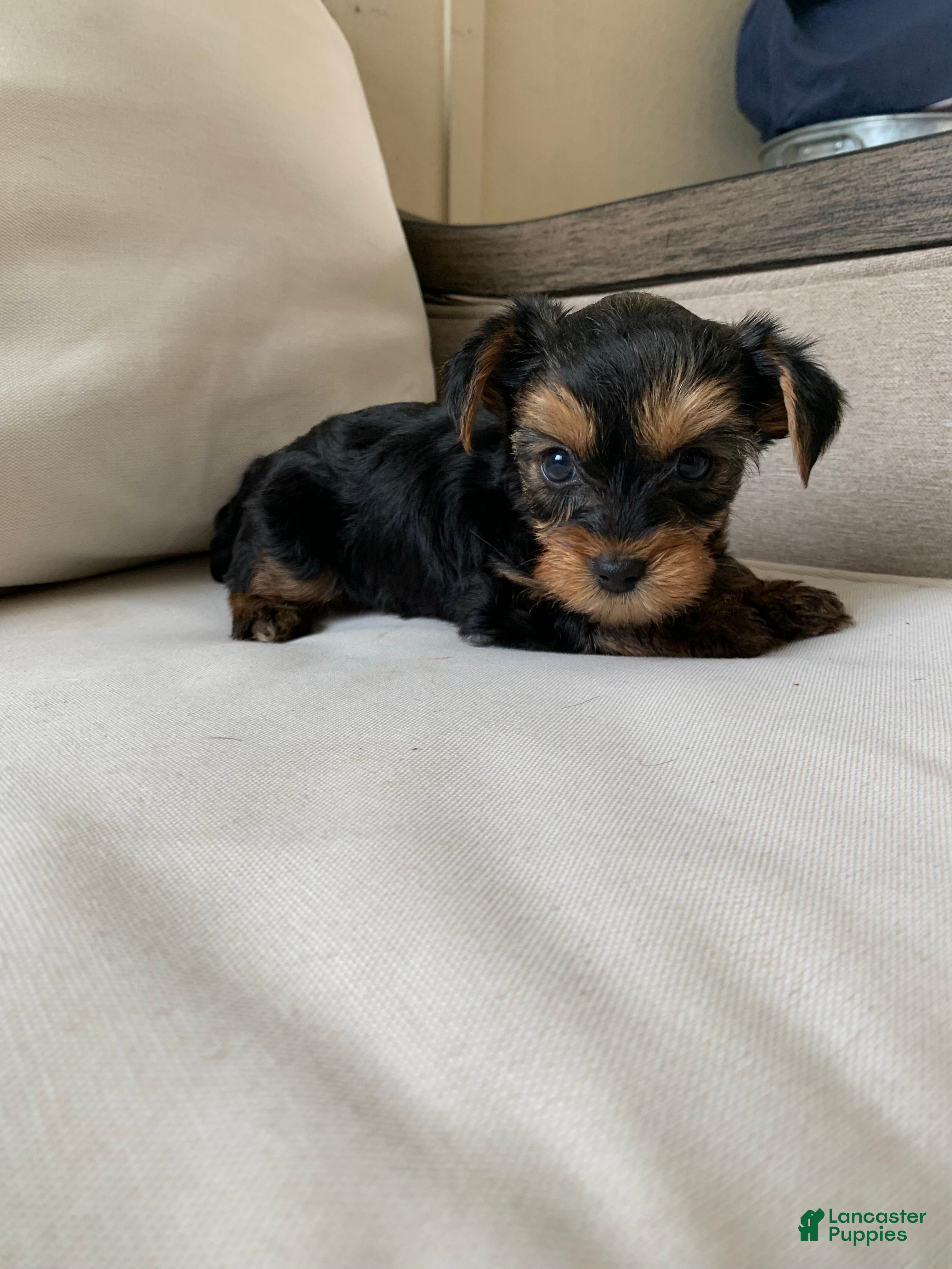 Yorkshire Terrier dogs Max - Ad 17