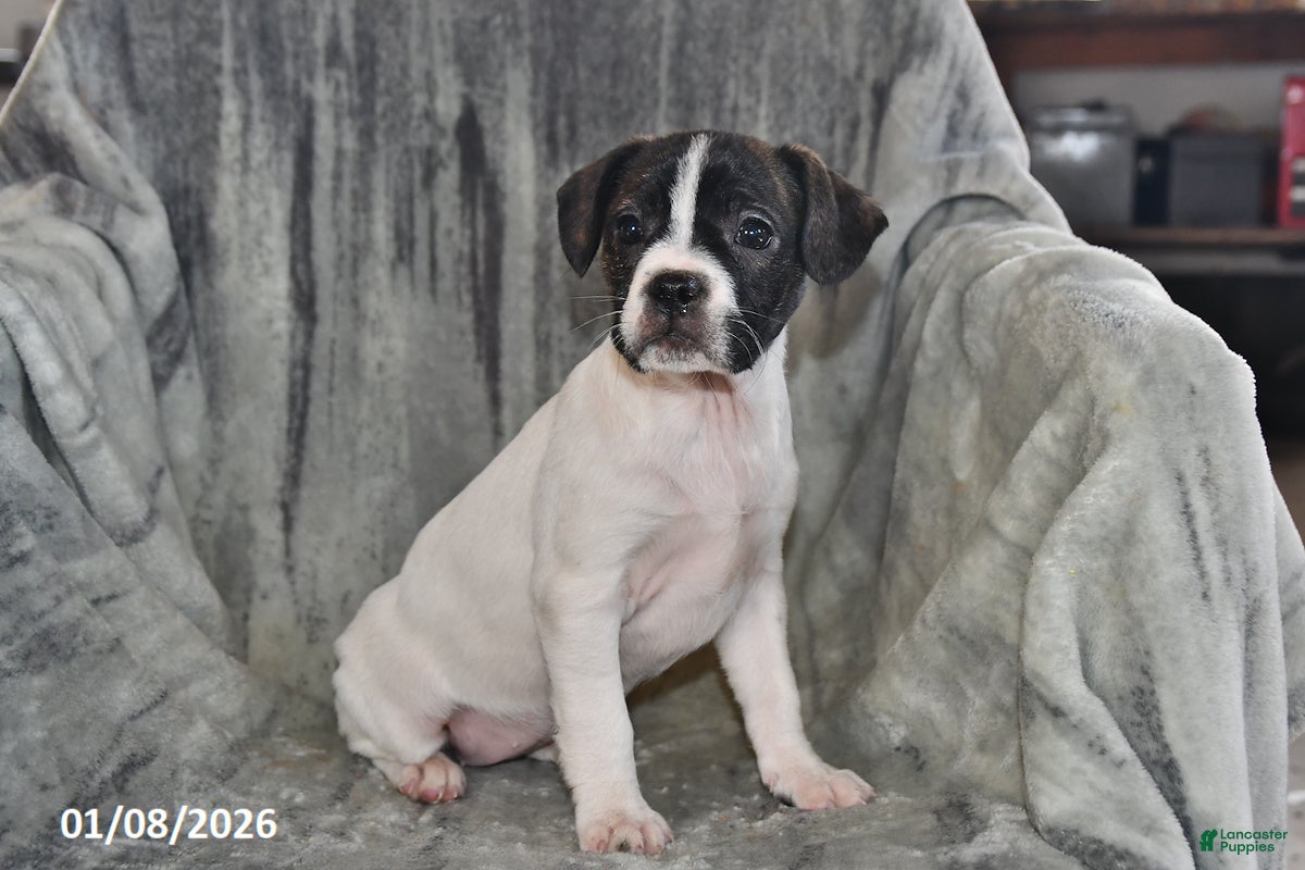 Mixed Breed dogs Millie - Ad 40