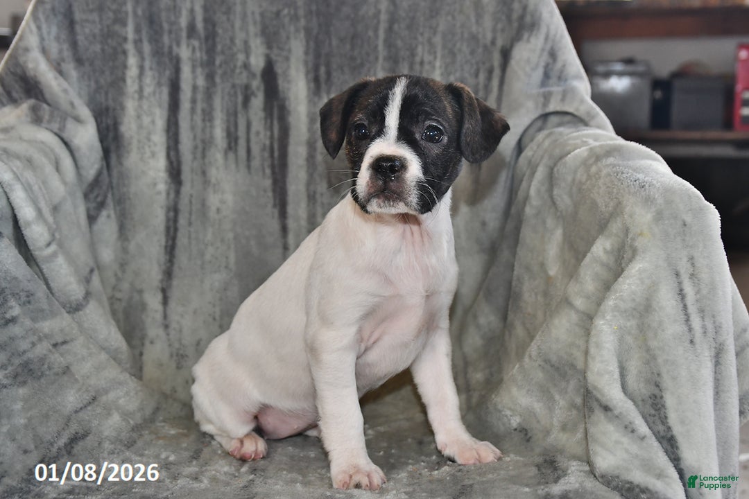 Mixed Breed dogs for sale: Millie - Ad 1