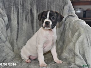 Mixed Breed dogs Millie - Ad 40