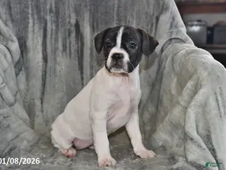 Mixed Breed dogs Millie - Ad 41