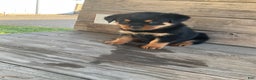 Rottweiler dogs for sale: Daisy  - Ad 2