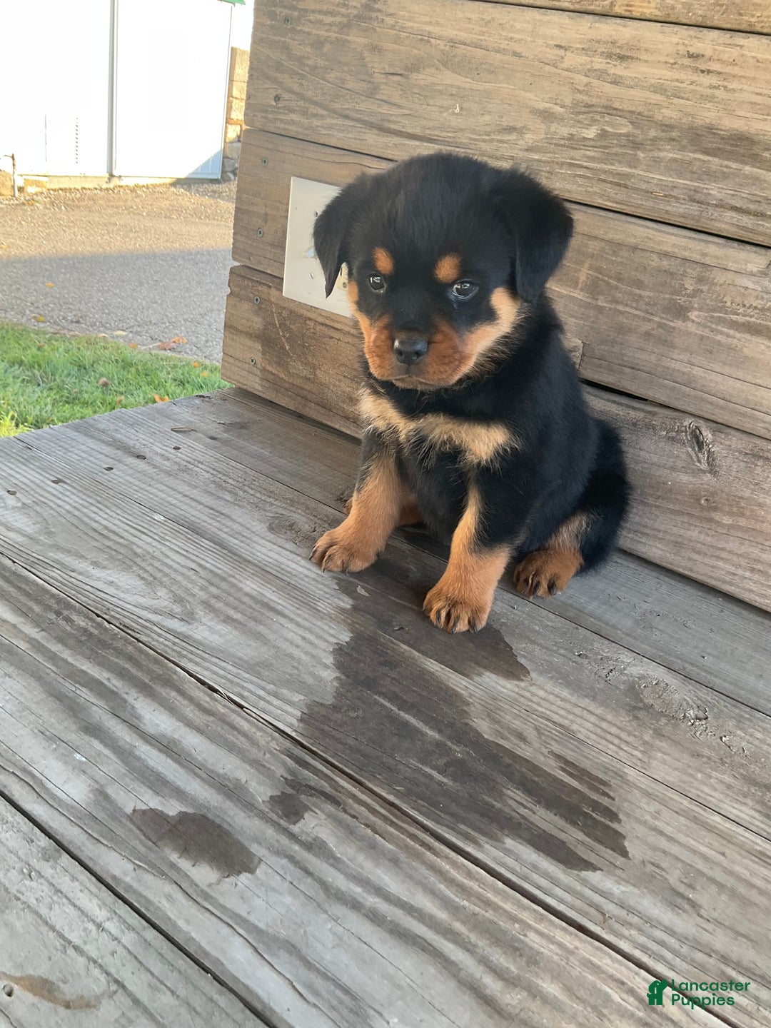 Rottweiler dogs for sale: Daisy  - Ad 2