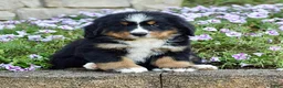 Bernese Mountain Dog dogs for sale: Ms. Beverly - Ad 2