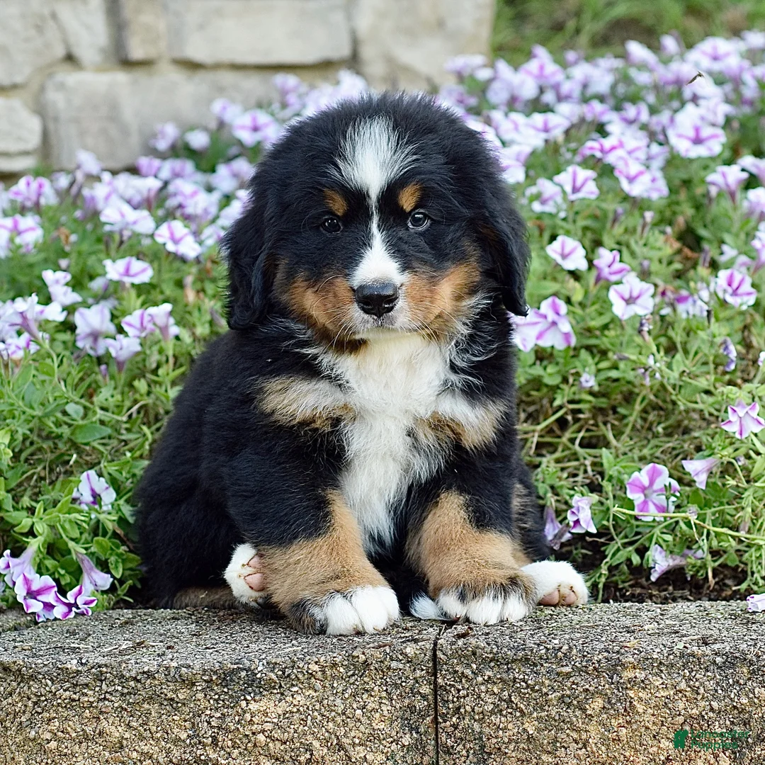Bernese Mountain Dog dogs for sale: Ms. Beverly - Ad 2