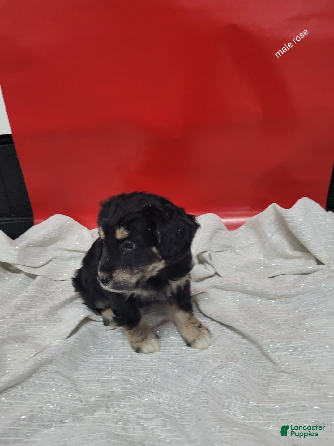 Mixed Breed dogs for sale: Mixed Breed Puppy 3rose - Ad 2