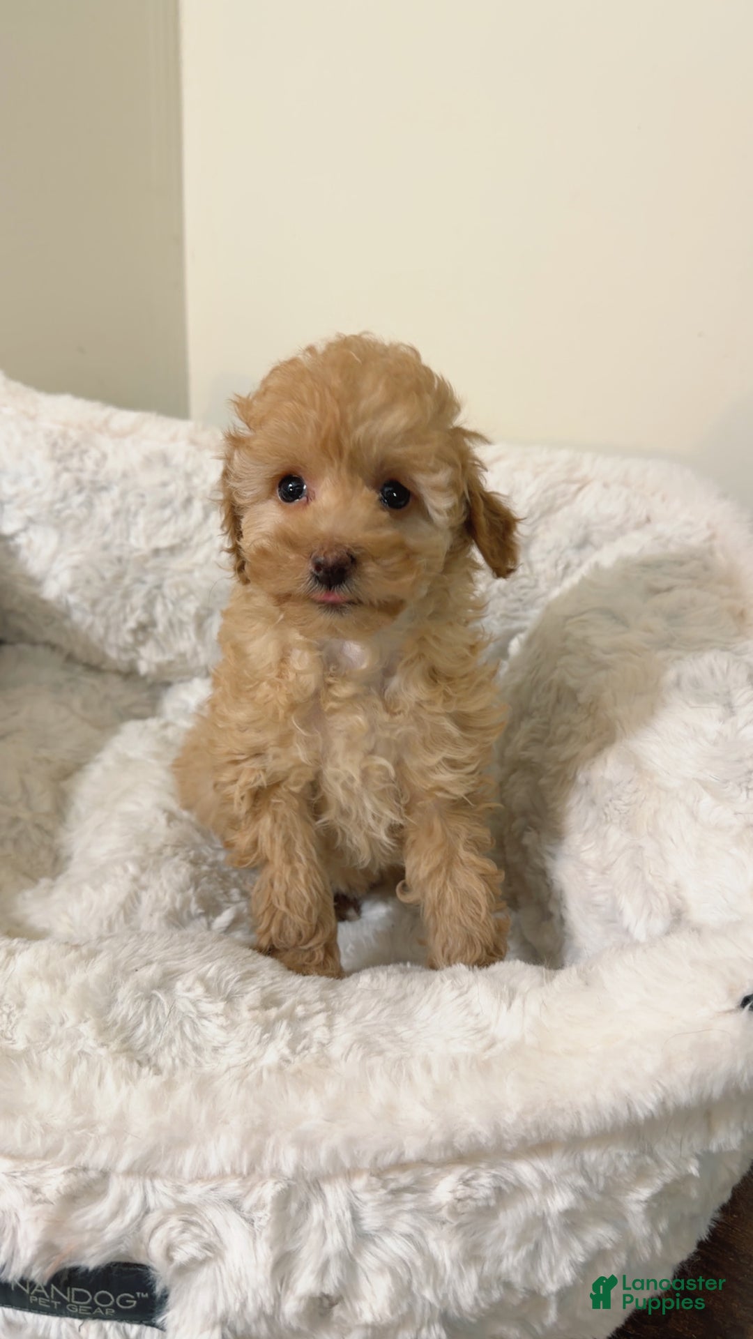Maltipoo dogs for sale: Mia - Ad 3