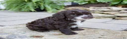 Mixed Breed dogs for sale: Fiona - Ad 4
