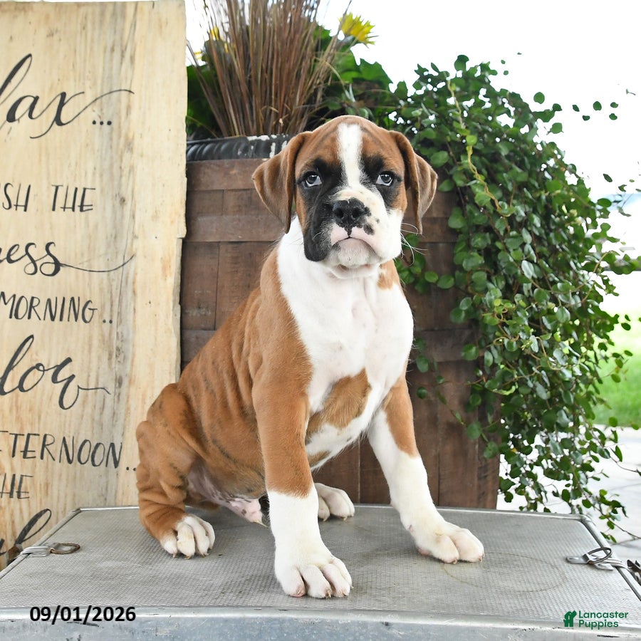 Boxer dogs Ryder - Ad 2
