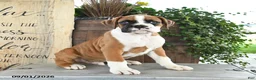 Boxer dogs for sale: Ryder - Ad 2