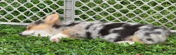 Welsh Corgi Pembroke dogs for sale: Gorgeous George  - Ad 10